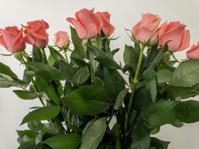 コーラルピンク バラ