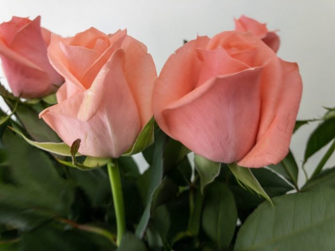 フロインディン 薔薇