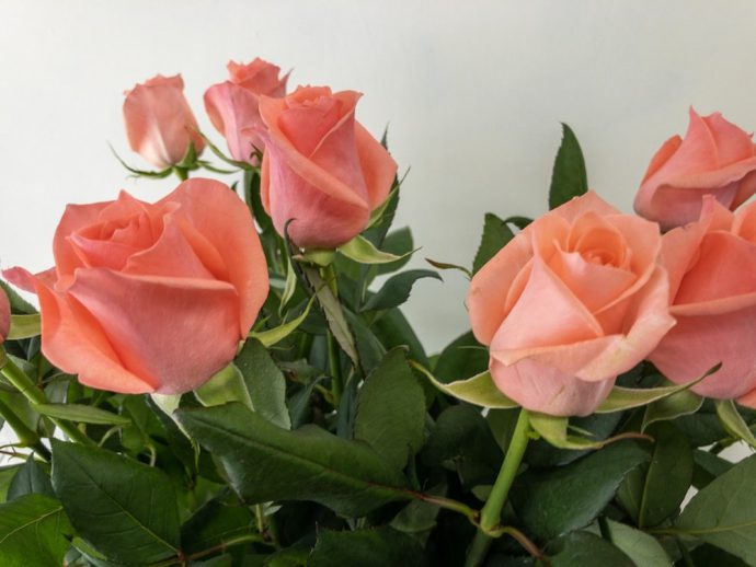 フロインディン バラ