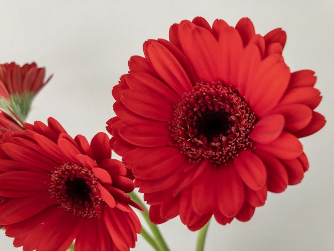 ガーベラ 赤