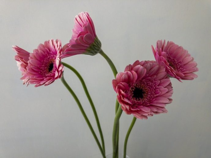 ピンク ガーベラ