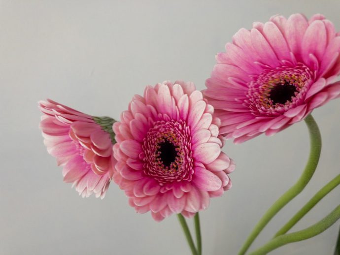 ガーベラ ピンク