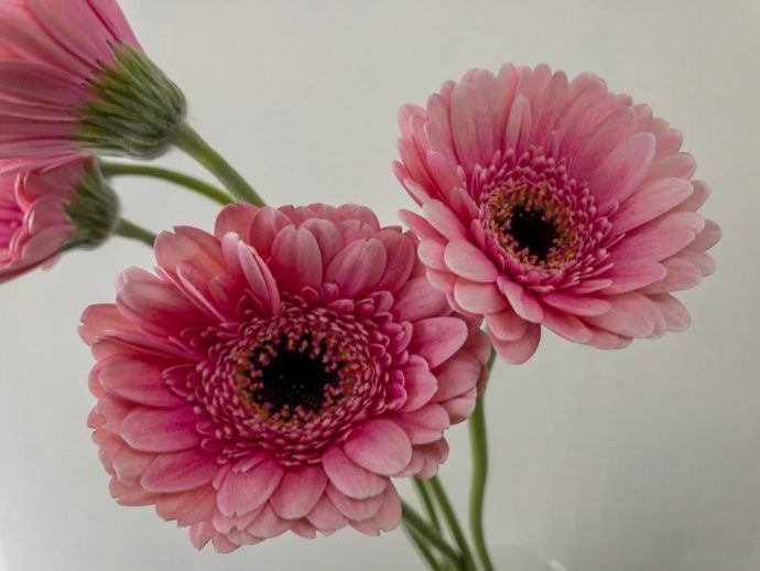 ガーベラ シルヴァ