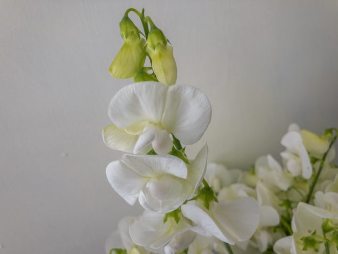 スイートピー 白