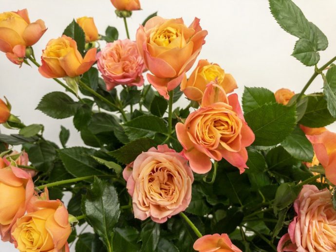 フェリーク　バラ