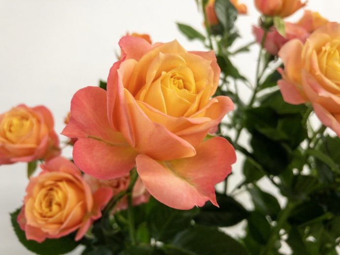 フェリーク SPバラ