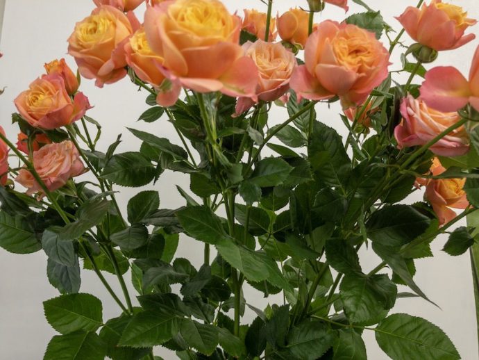 フェリーク　スプレーバラ