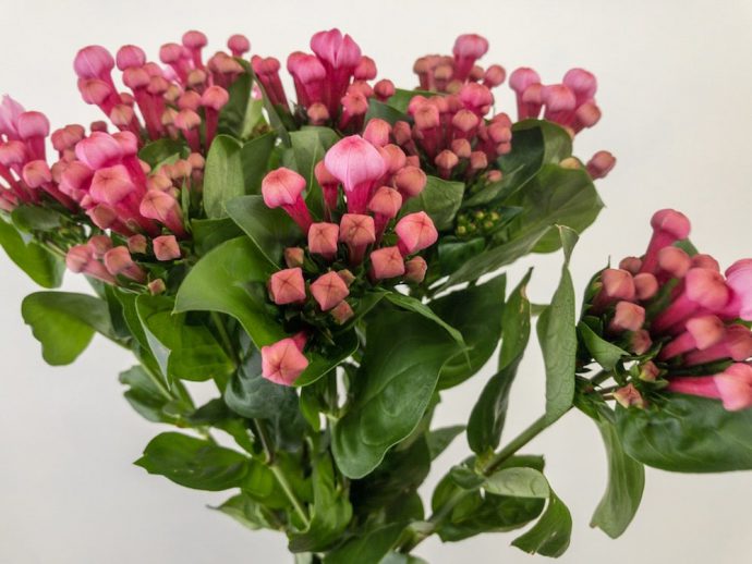 ブバルディア　ピンク