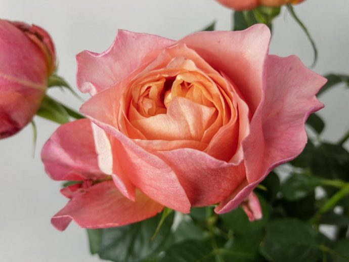 バラ　ヴィクトリアンシークレット