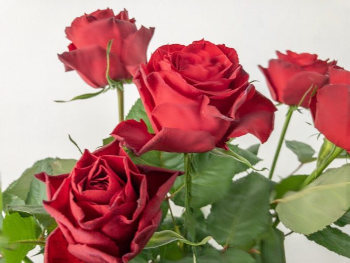 クリストローゼ　薔薇