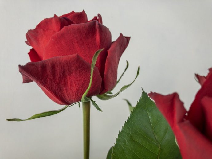 バラ クリストローゼ