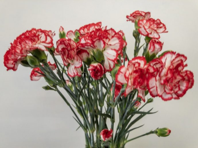 スプレーカーネーション 画像