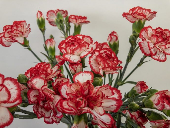 カーネーション 画像