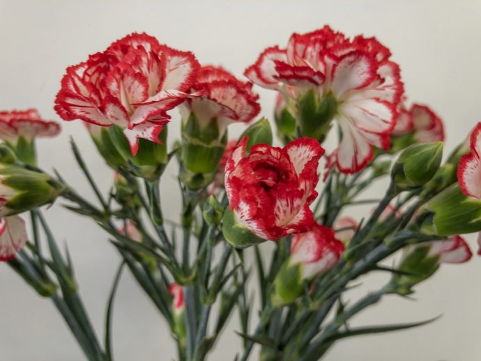 ミヌエット　カーネーション