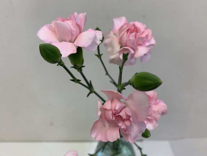 スプレーカーネーション　薄ピンク