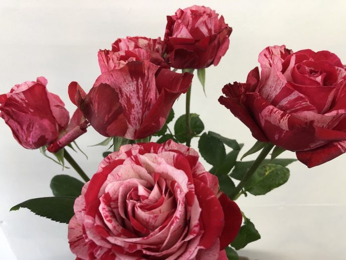 薔薇　フルフル