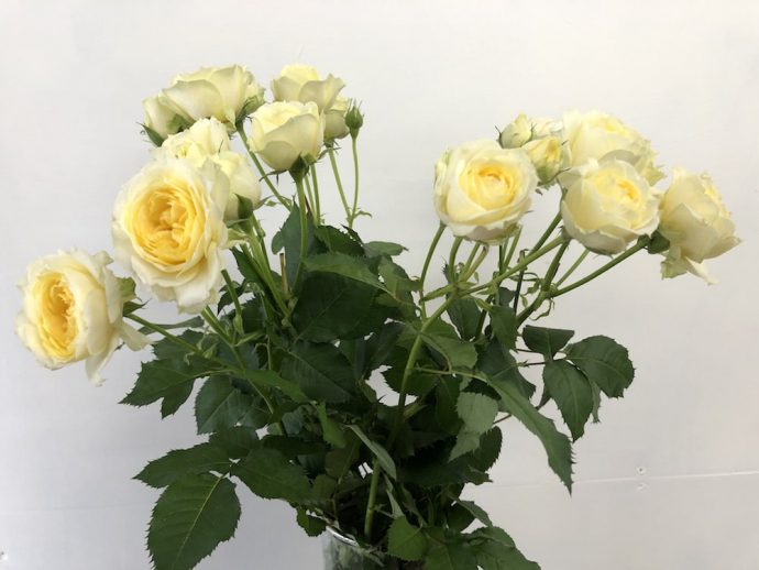 スプレーバラ 黄色