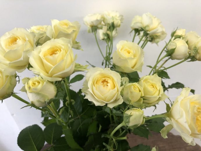 ピスカップ 薔薇