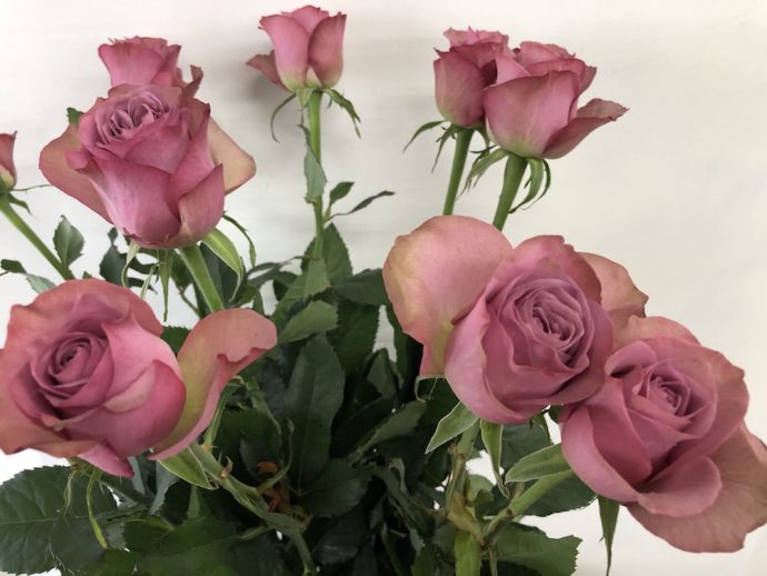 バラ アヴニール