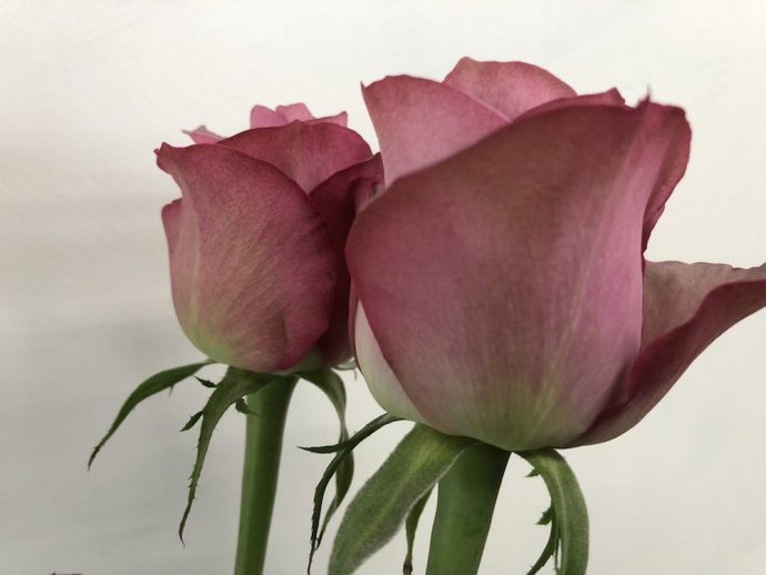 アヴニール　薔薇