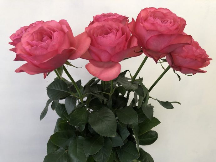 バラ　エストレーノ