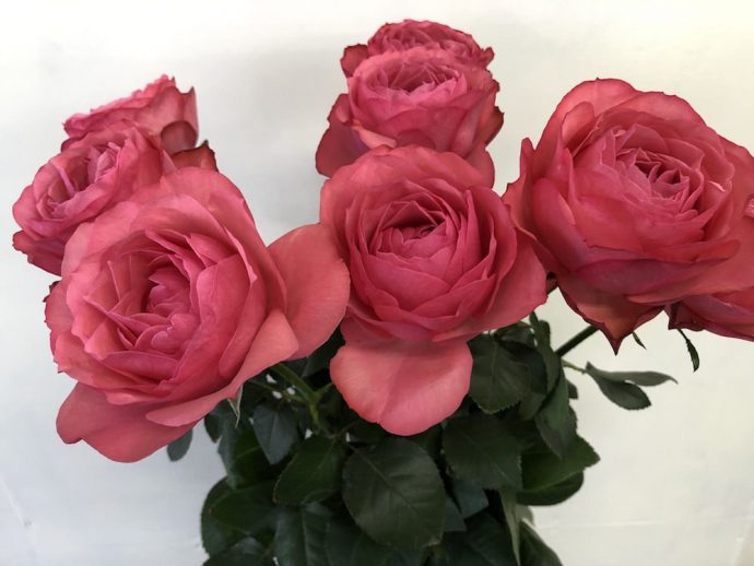 ピンク　バラ　画像