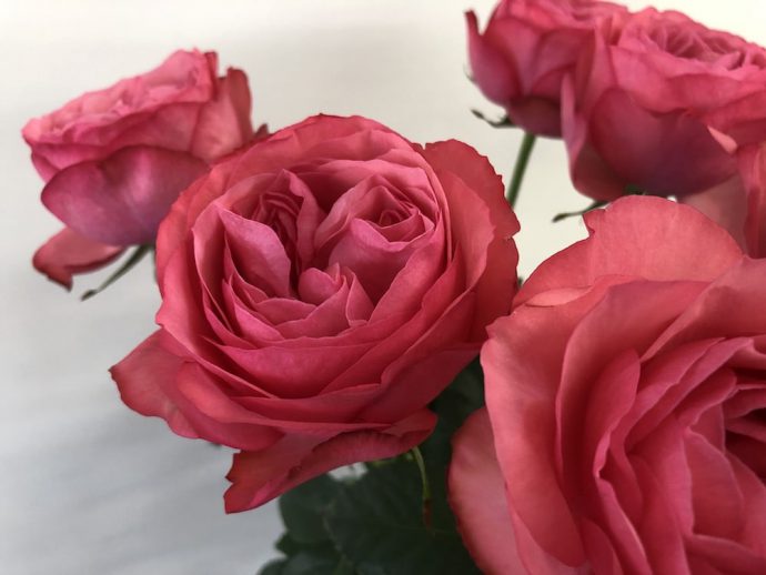 ピンク　バラ　カップ咲き