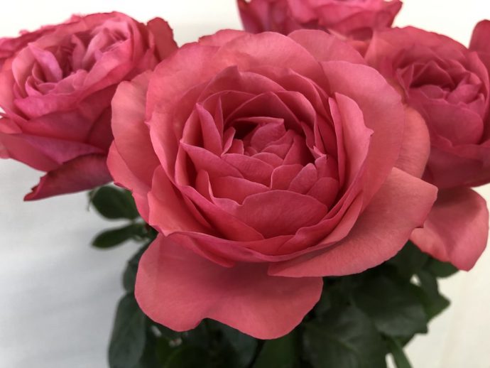 エストレーノ（＝MPカップ）　バラ　画像