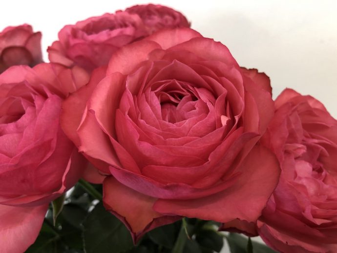 エストレーノ　薔薇　画像