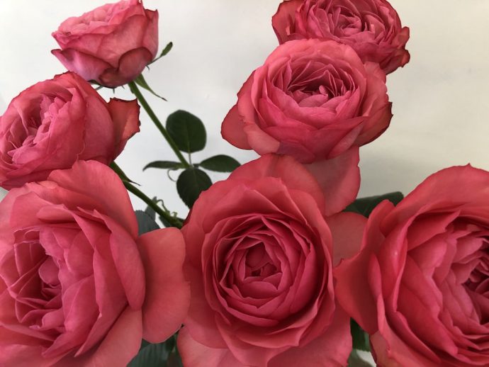 エストレーノ　バラ　画像