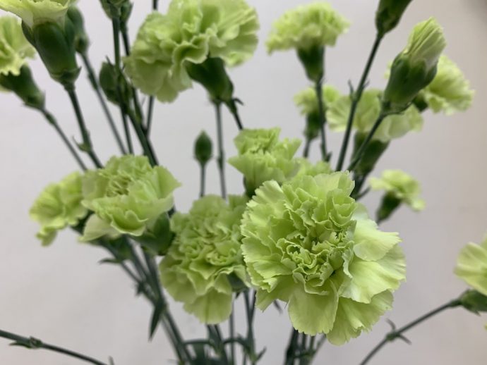 スプレーカーネーション