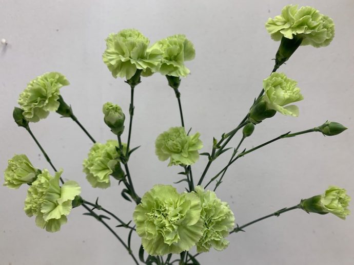 スプレーカーネーション　切り花