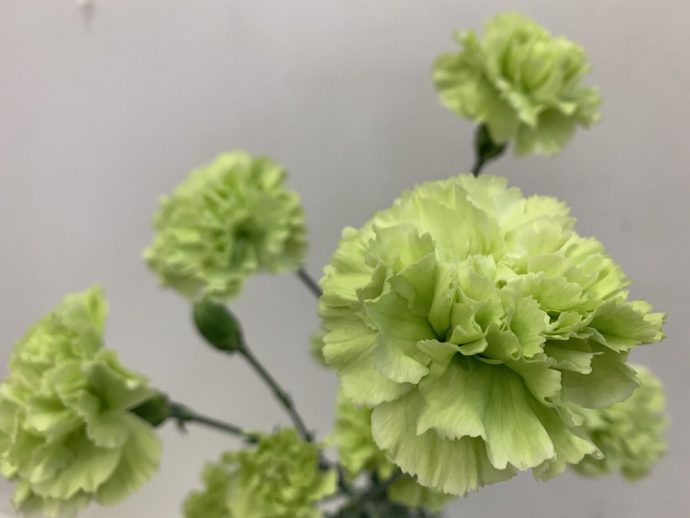 スプレーカーネーション　スカディ