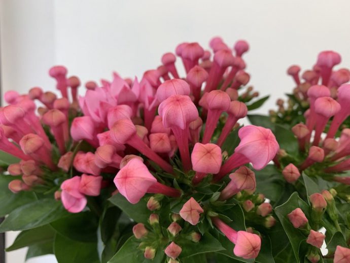 ブバルディア　フレスコ