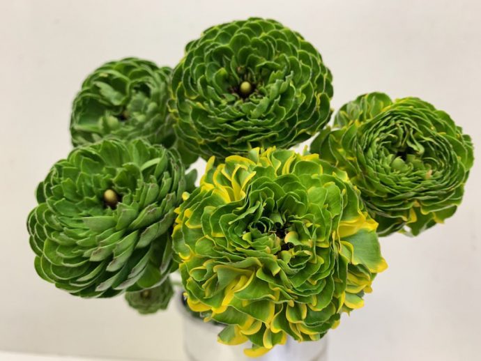 ポンポンメルリーノ