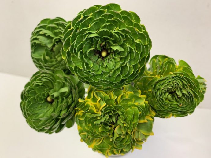 ラナンキュラス