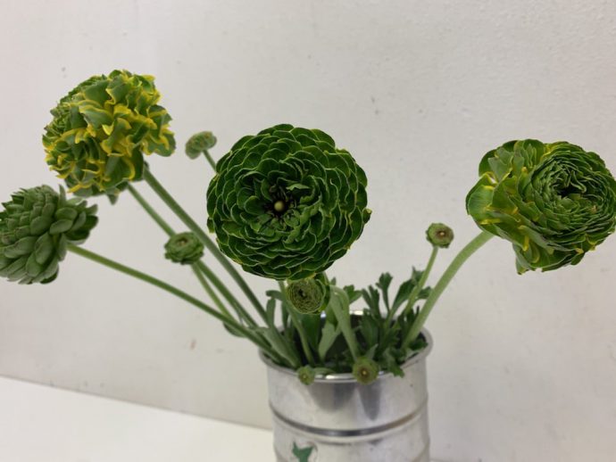 ラナンキュラス　イエロー