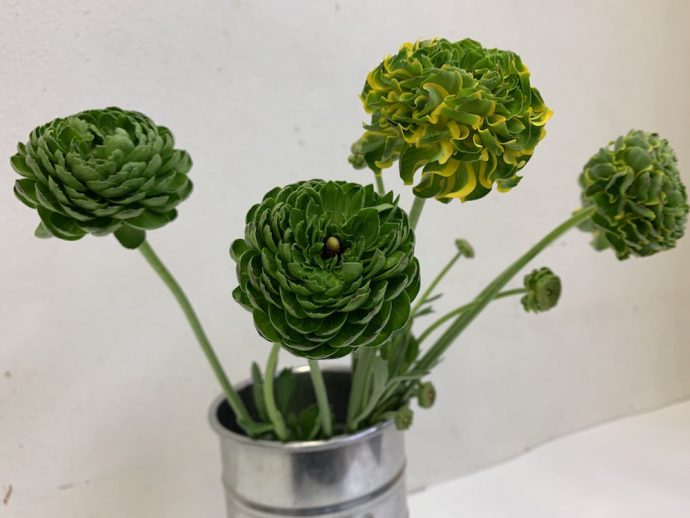 ラナンキュラス　グリーン