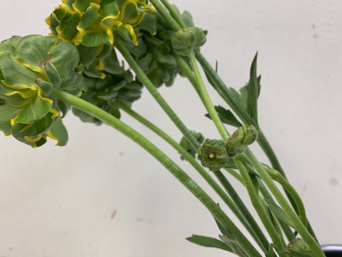 ラナン　ポンポンメルリーノ