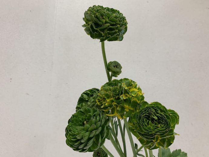 ポンポンメルリーノ　ラナン