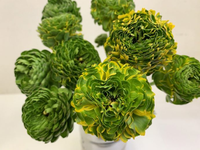 ポンポンメルリーノ　ラナンキュラス