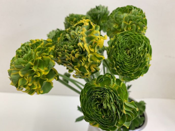 ラナンキュラス　複色