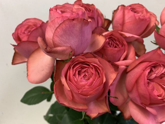 バラ　エストレーノ（＝MPカップ）