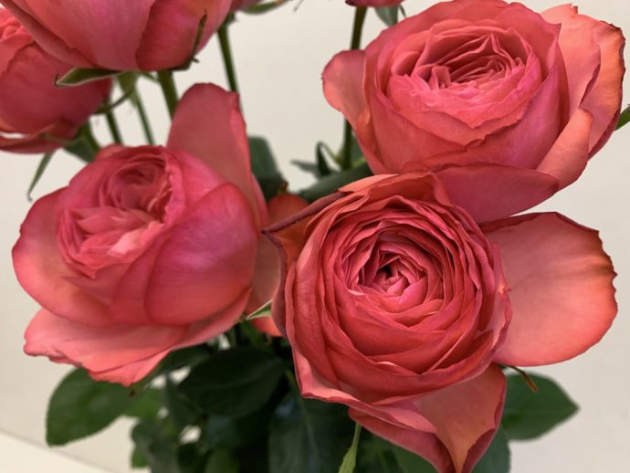 エストレーノ（＝MPカップ）