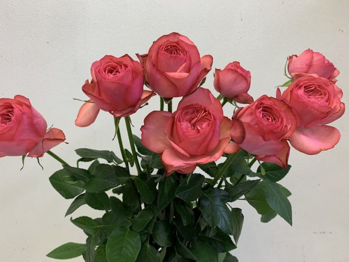 薔薇　エストレーノ（＝MPカップ）