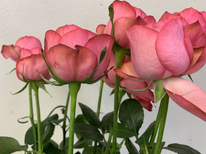 エストレーノ（＝MPカップ）　薔薇