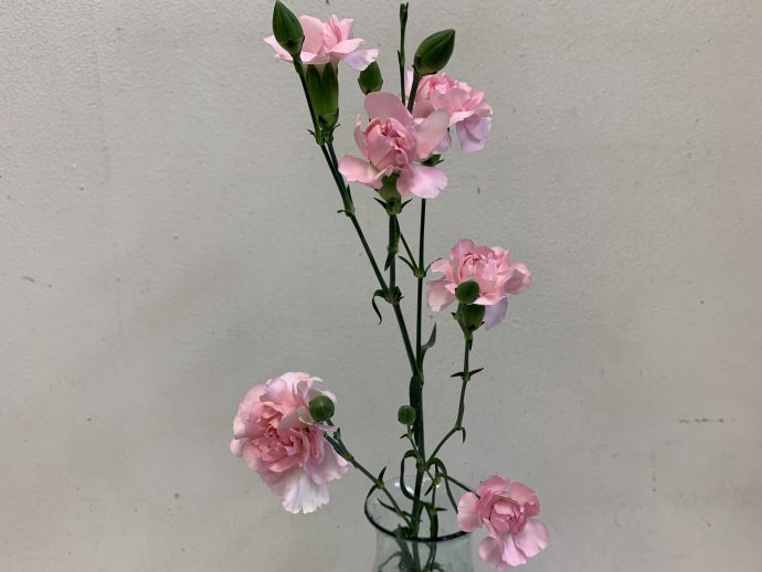 スプレーカーネーション　切り花