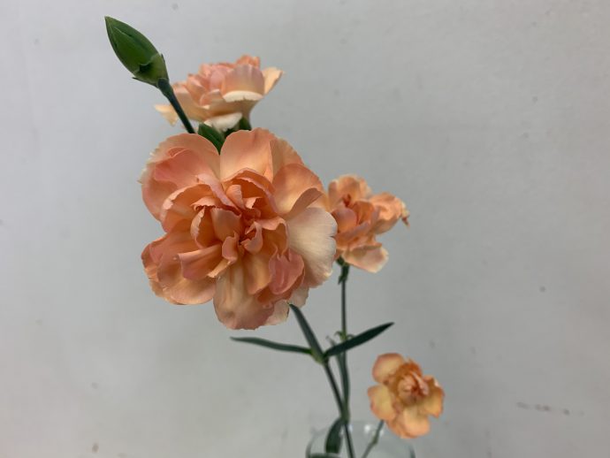 スプレーカーネーション　切り花