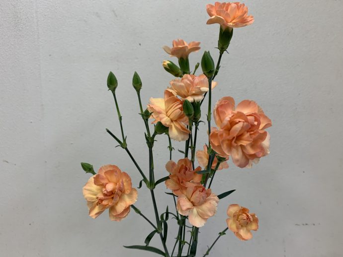 スプレーカーネーション　オレンジ