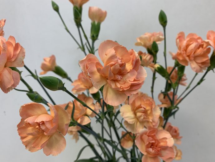 スプレーカーネーション　えくぼ